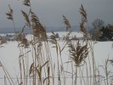 Dassel - Am Bewerbach im Winter 02